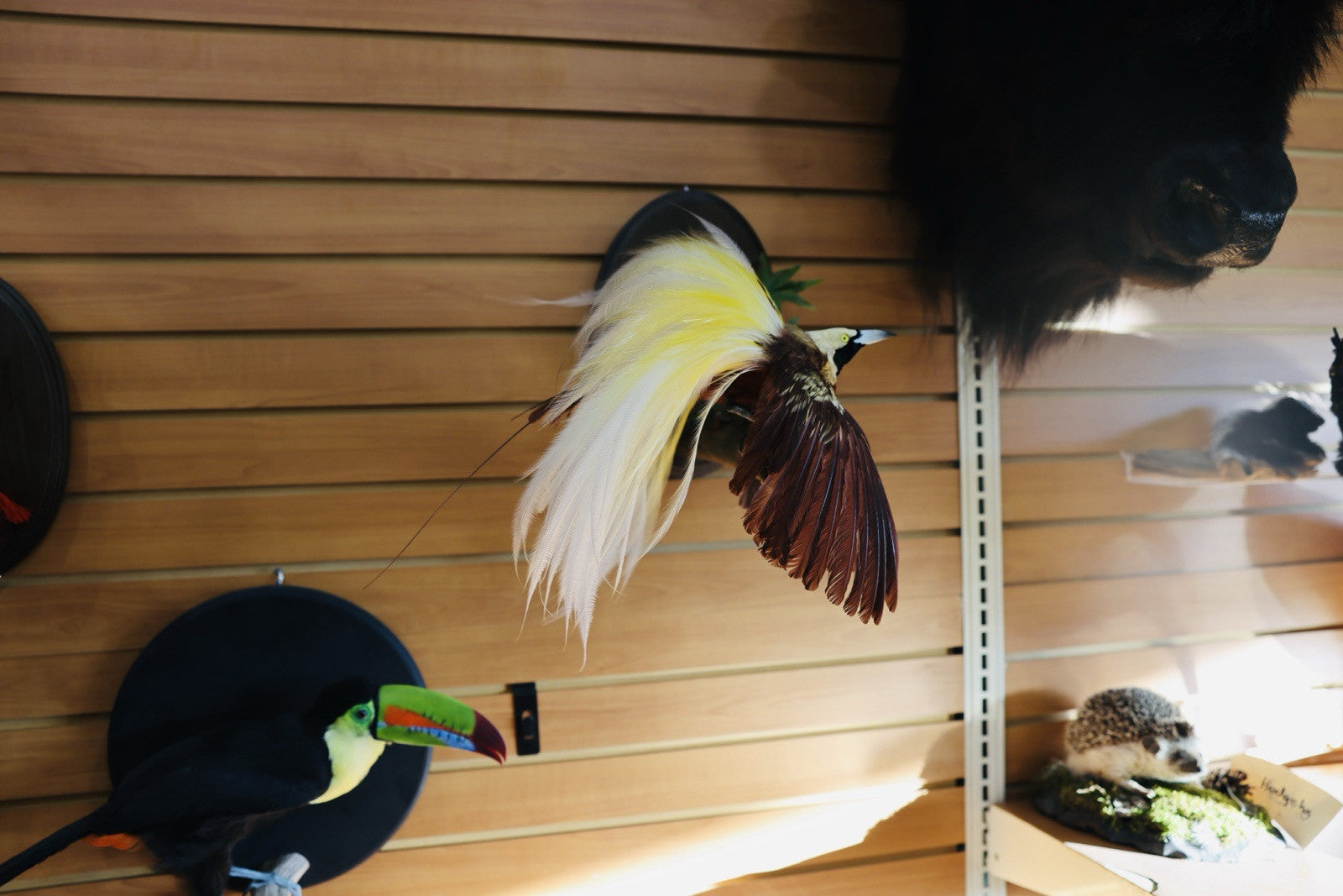 FH152-Museum Quality BIRD OF PARADISE Taxidermy Mount