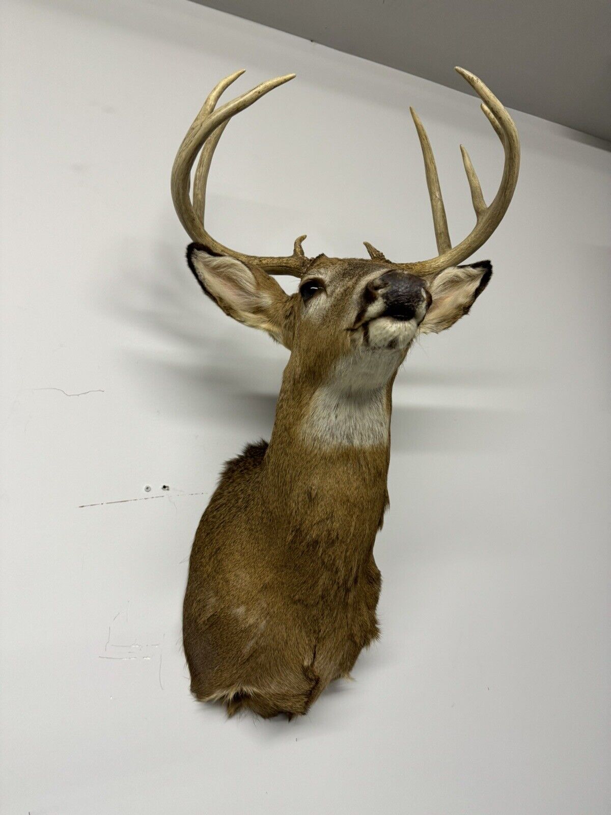 Whitetail Deer Real Antler Deer Taxidermy Mount