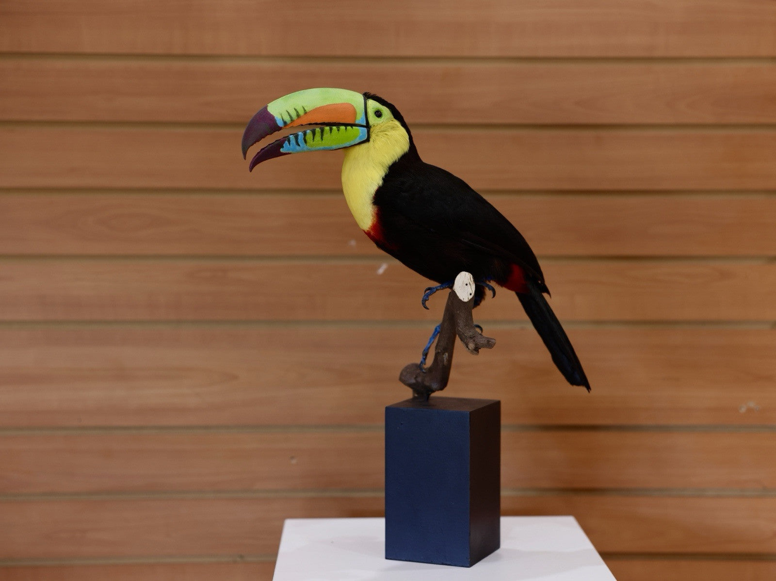 FH108-Museum Quality keel-billed toucan (Ramphastos sulfuratus) Toc24