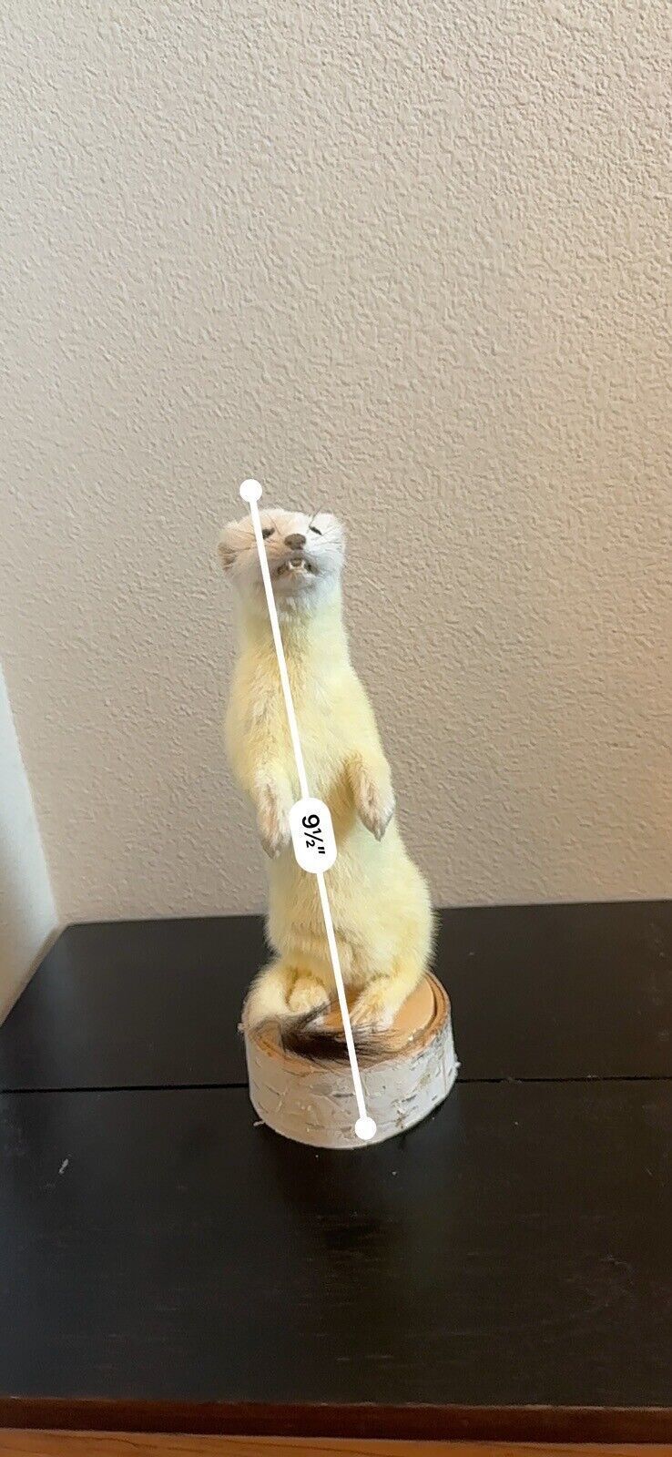 Beautiful Adorable Weasel Ermine Small Animal Taxidermy Mount Art Wildlife