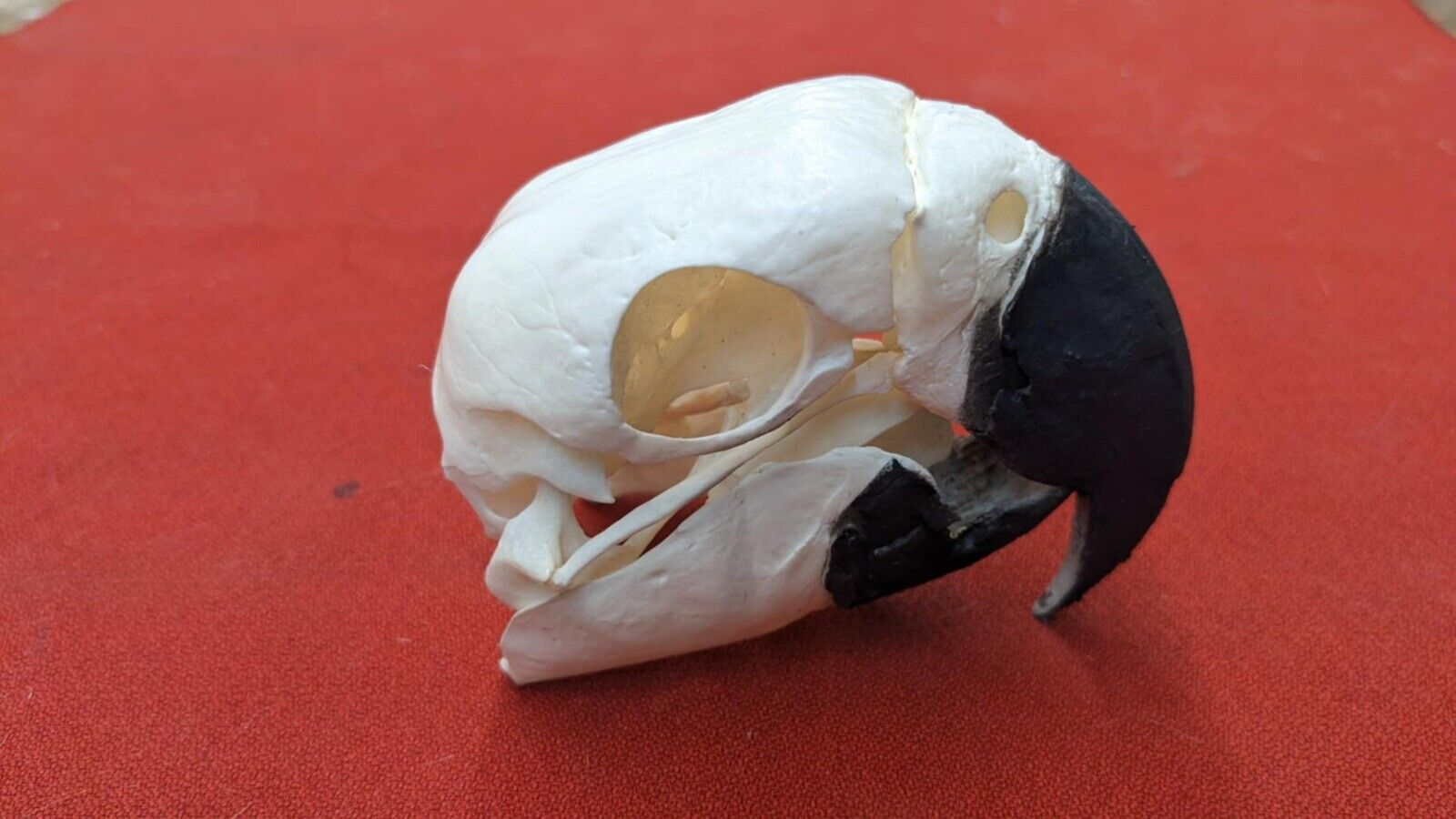 Real Blue And Gold Macaw Bird Skull Taxidermy