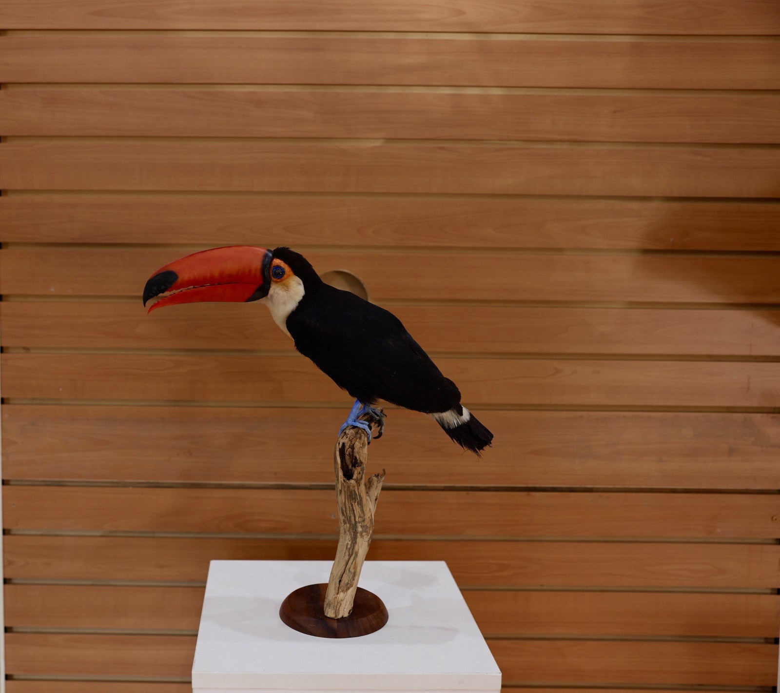 Museum Quality Toco Toucan Taxidermy Mount Toco23