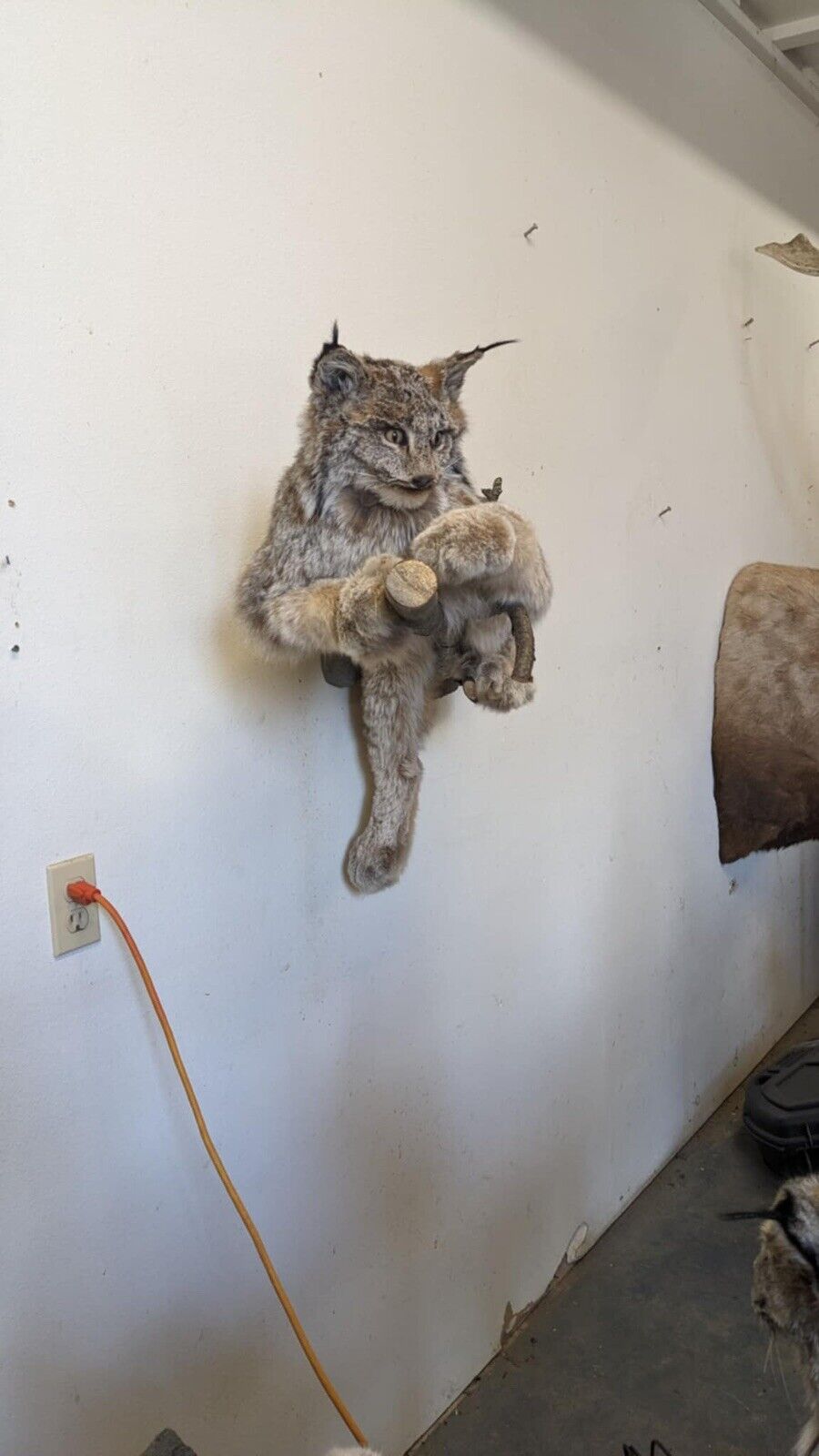 FHPAT010- Alaskan Lynx Taxidermy Full Body Mount Prime Fur