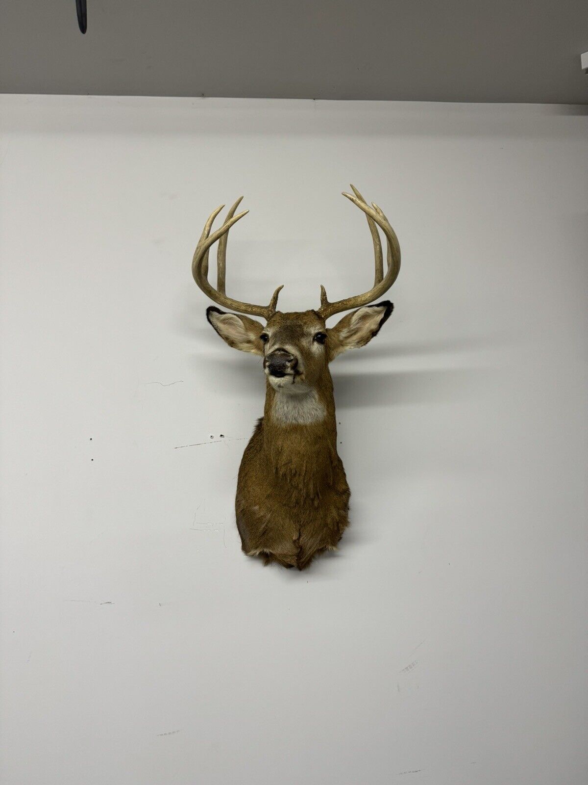 Whitetail Deer Real Antler Deer Taxidermy Mount