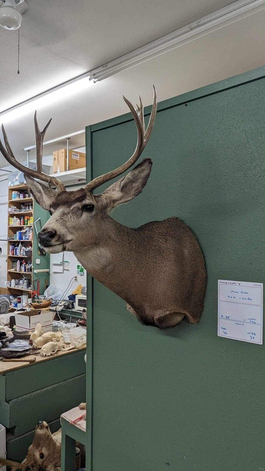 Whitetail Deer Real Antler Deer Taxidermy Mount