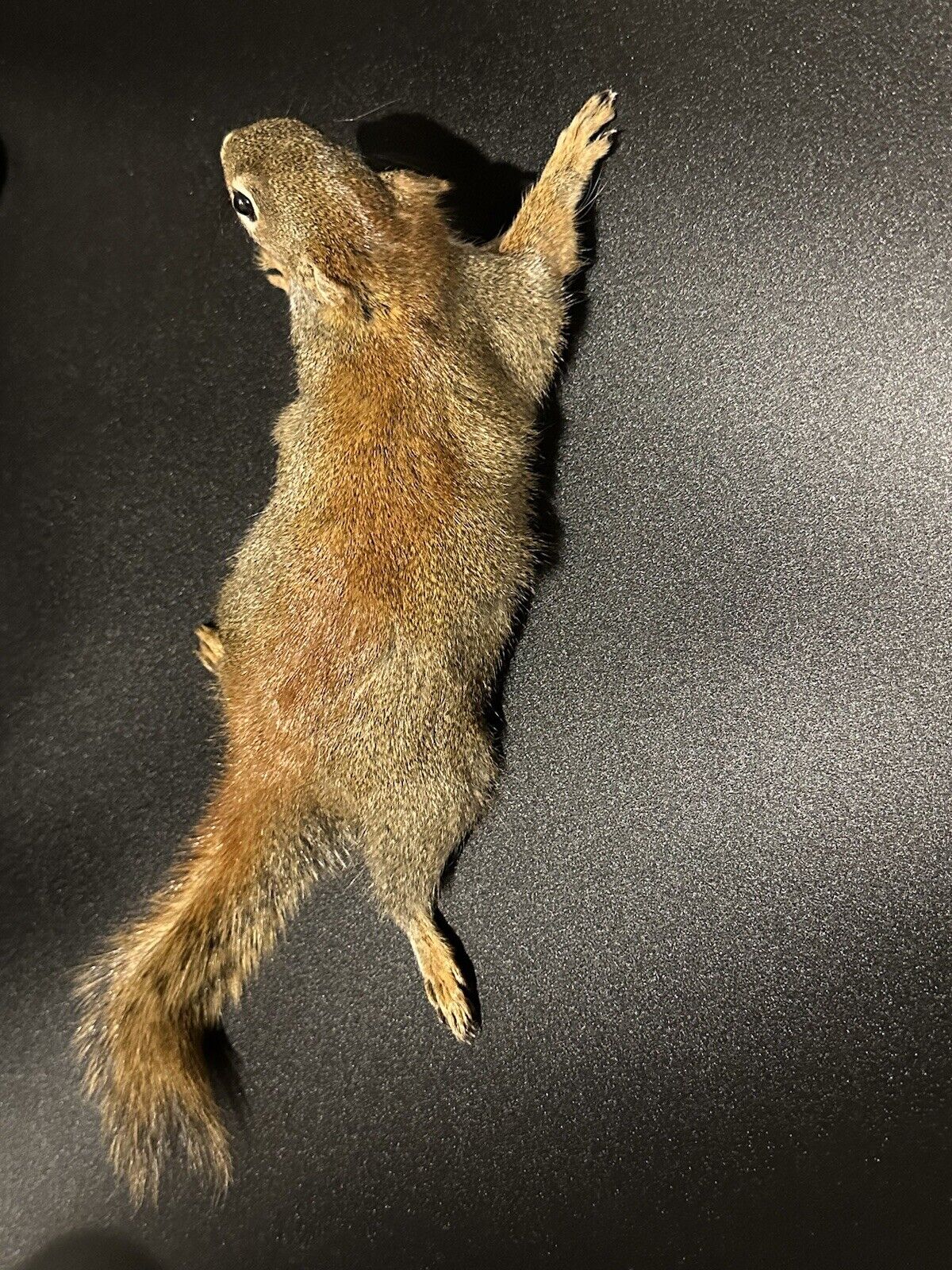 Beautiful Adorable Red Squirrel Small Animal Taxidermy Mount Art Wildlife 27S