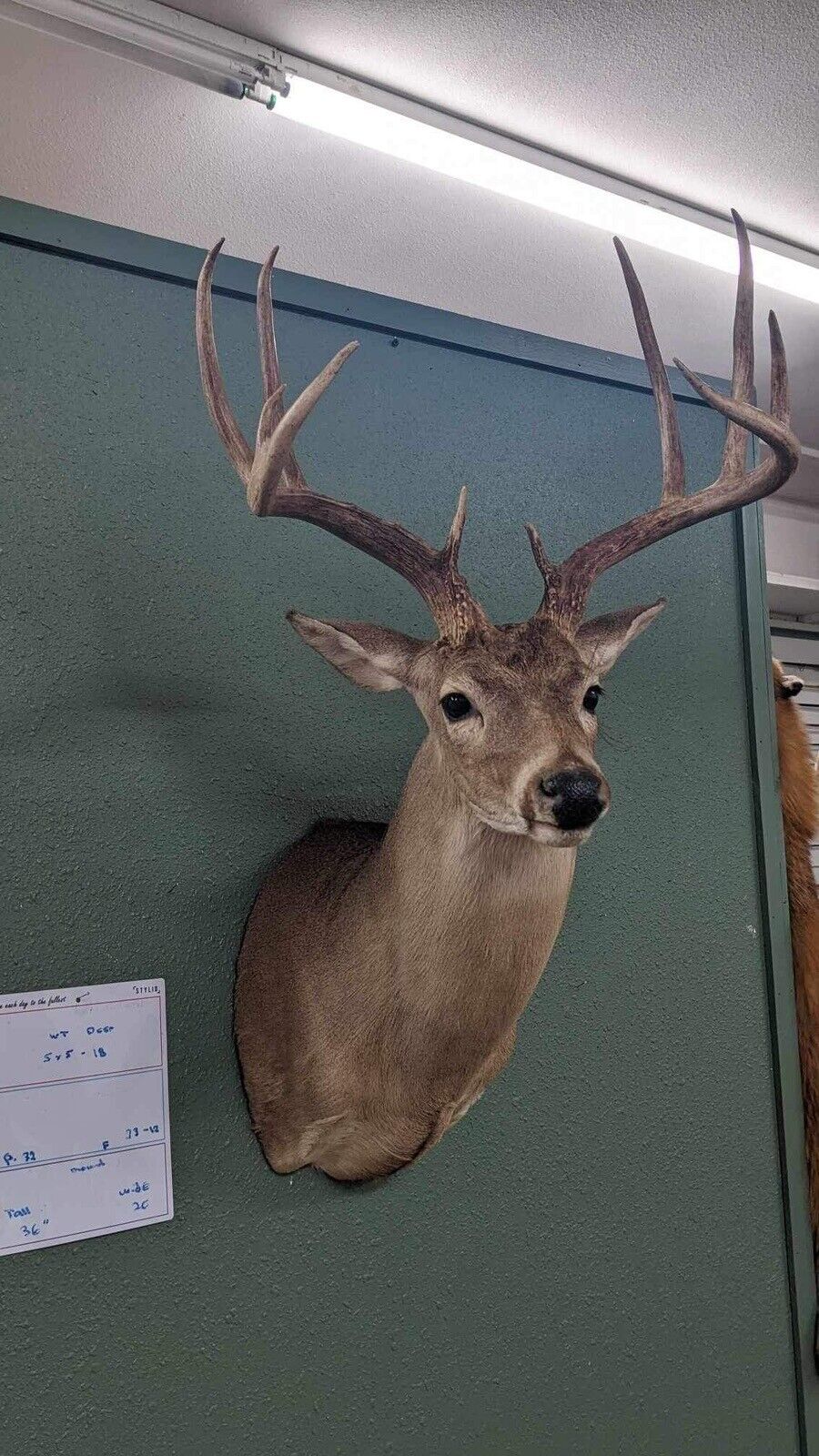 Whitetail Deer Real Antler Deer Taxidermy Mount