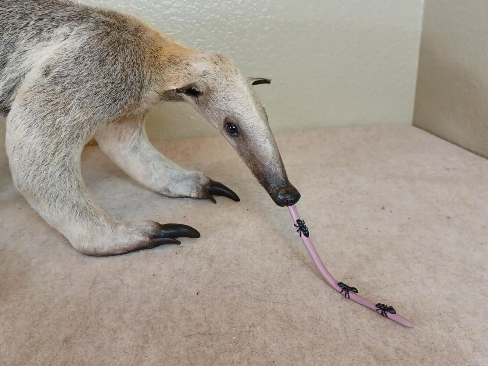 Tamandua / Ant Eater Full Body Mount Taxidermy - TAN1