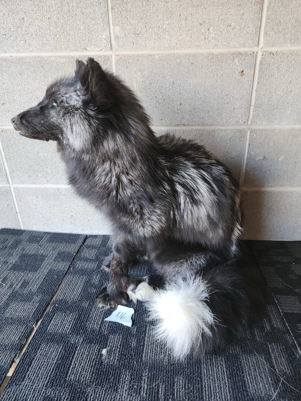 FH156-Stunning Real Cross FOX Mount Taxidermy Brand NeW