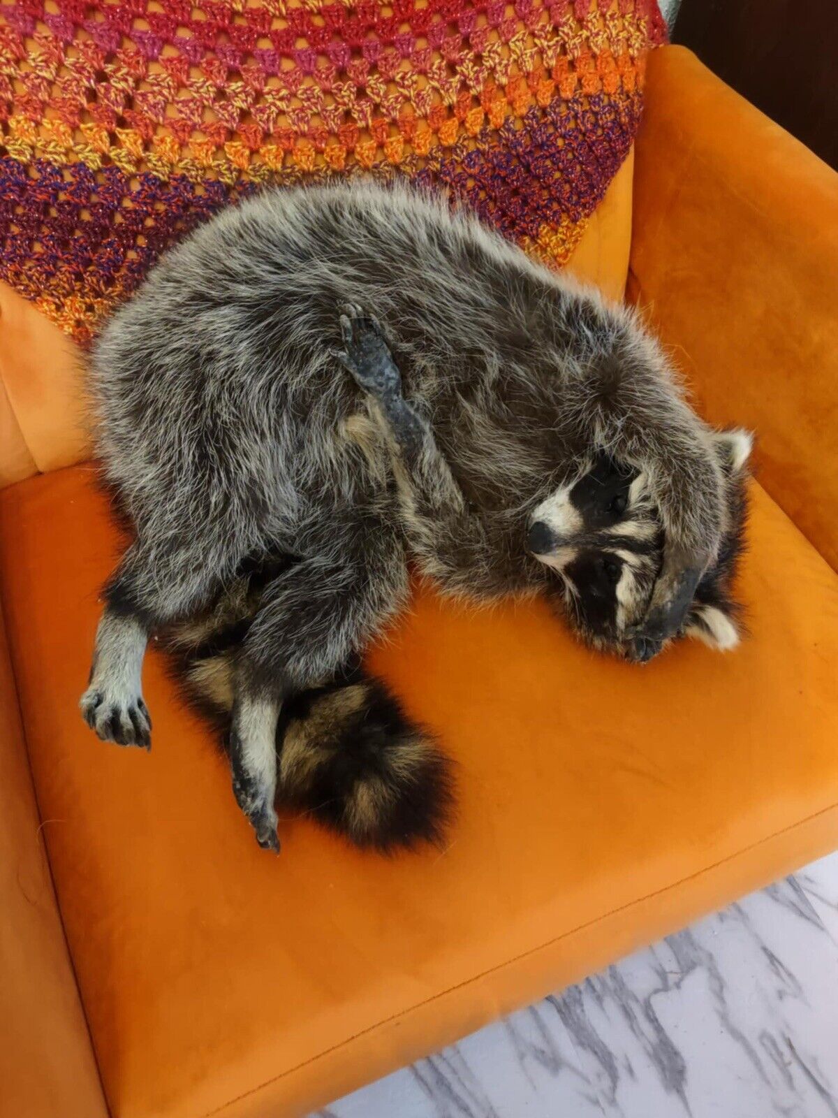 Cute Raccoon Taxidermy Mount