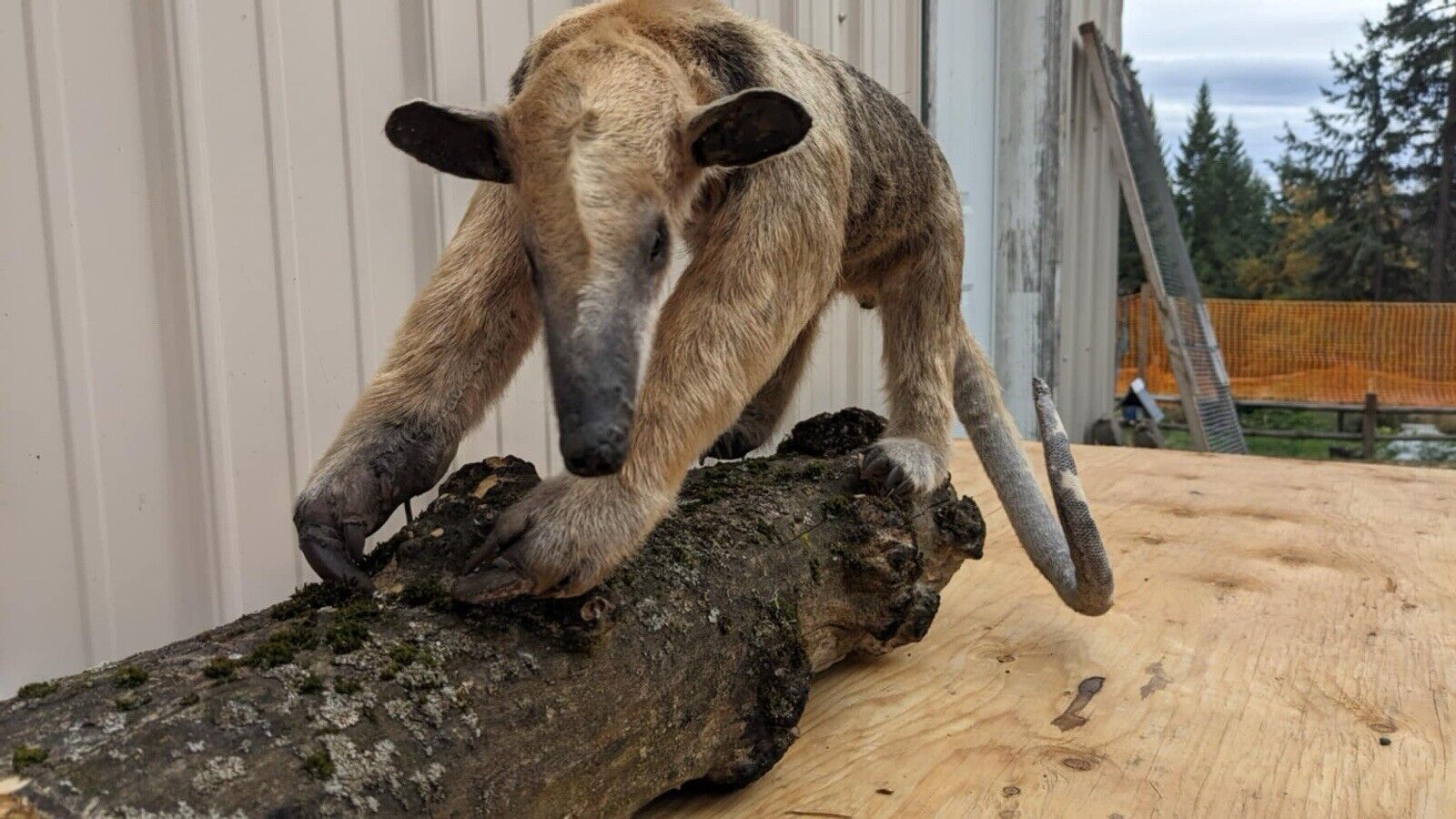 Tamandua / Ant Eater Full Body Mount Taxidermy