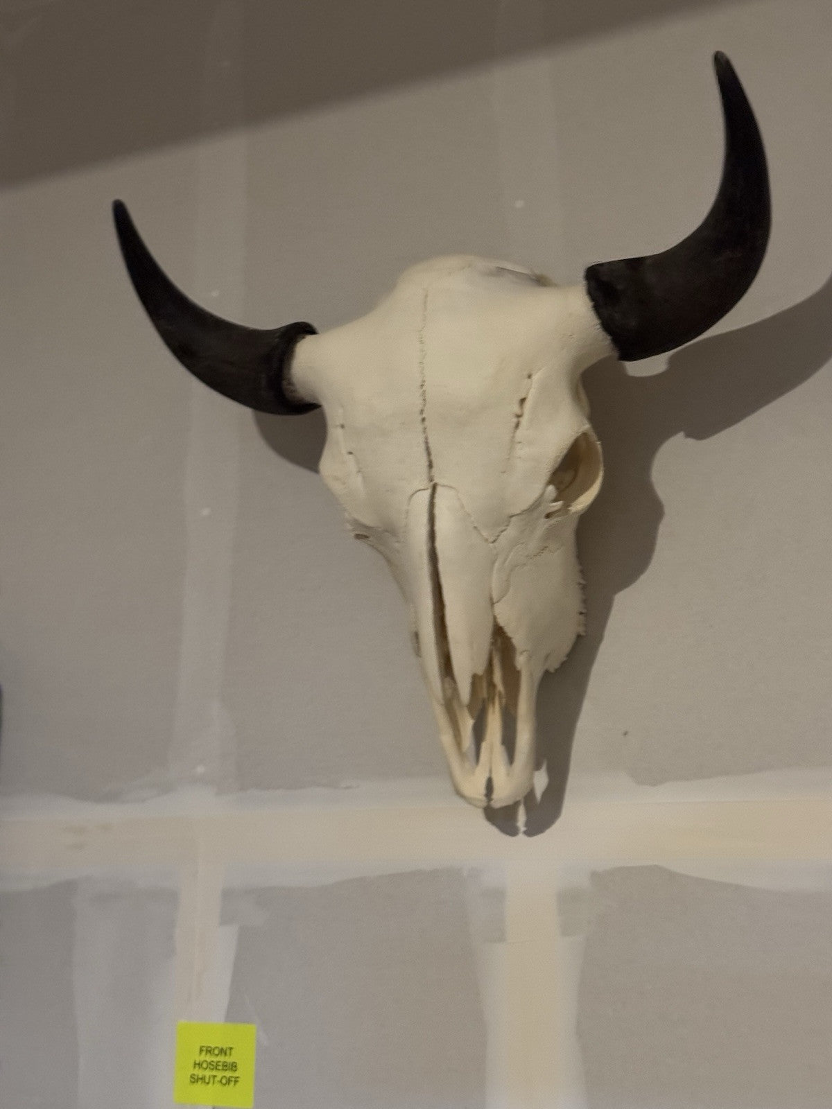 TAXIDERMY Massive Bison Buffalo Skull Real Horns Taxidermy Mount
