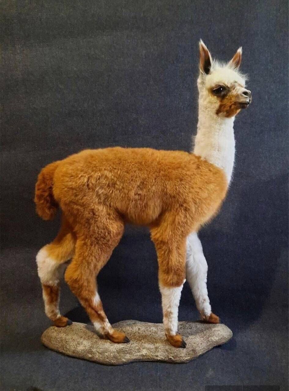 FH154-Museum Quality Baby Llama Taxidermy Full Body Mount Lifesize