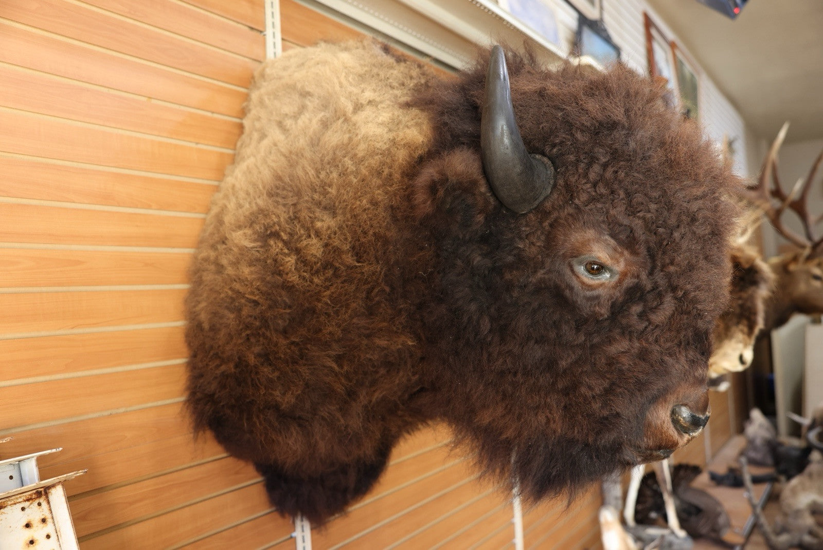 FH101-Gorgeous Massive Mounted Buffalo / Bison Taxidermy Head
