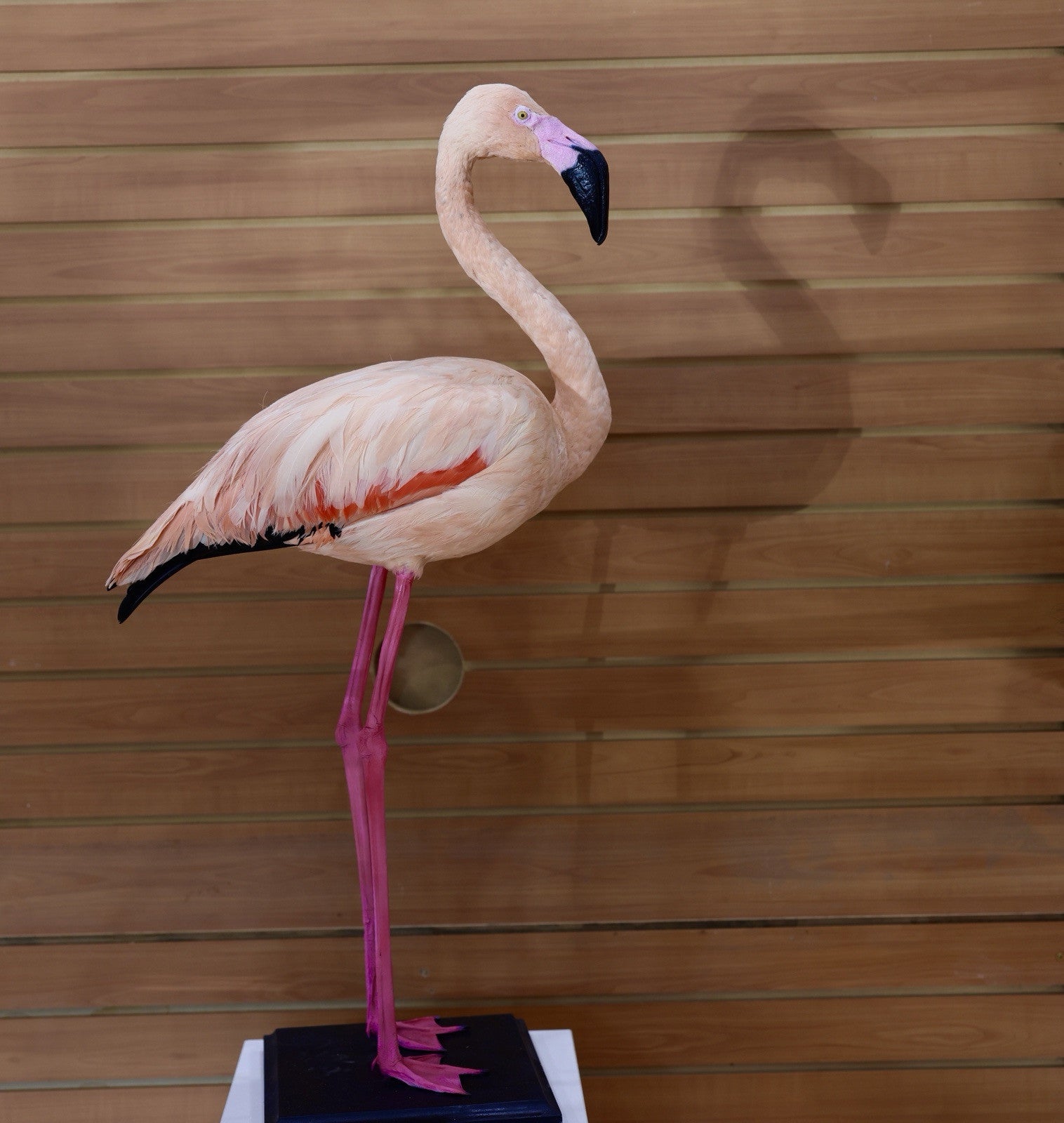 Flamingo-4 Museum quality Chilean flamingo Taxidermy mount