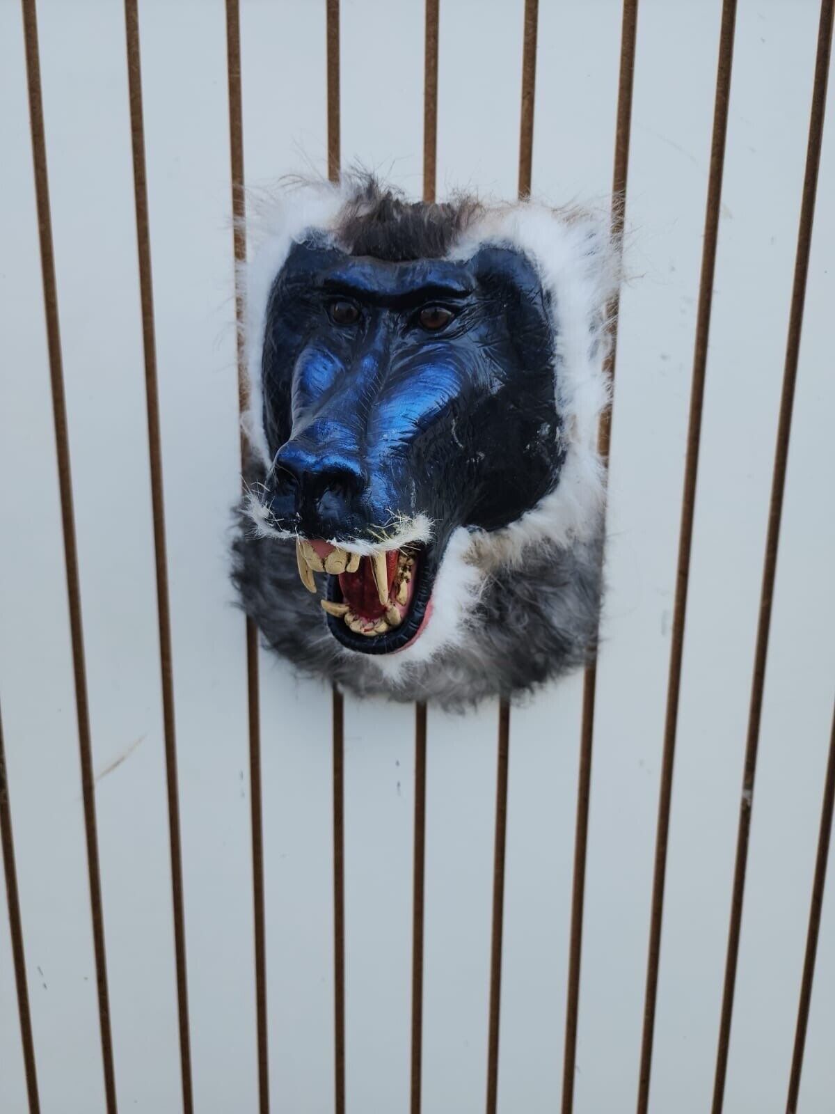 FH149-Reproduction Drill Baboon Shoulder Mount Taxidermy- FH38