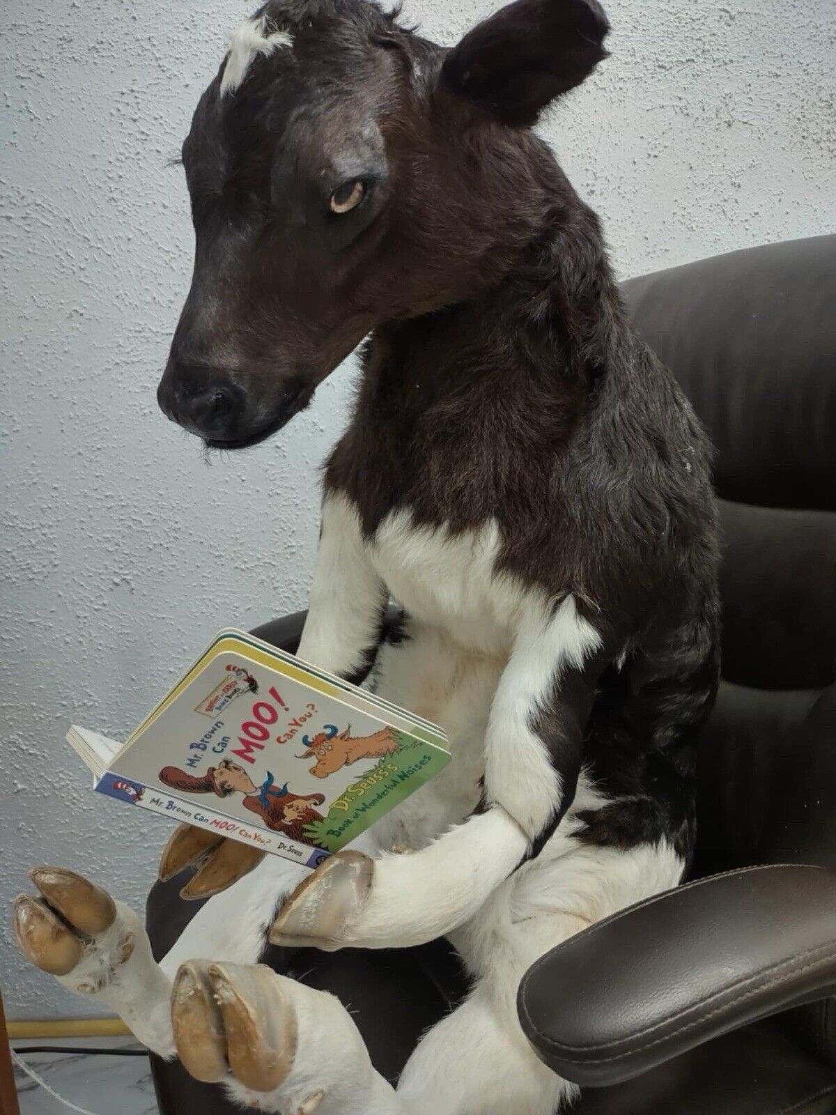 FH142-Baby Calf Taxidermy Mount