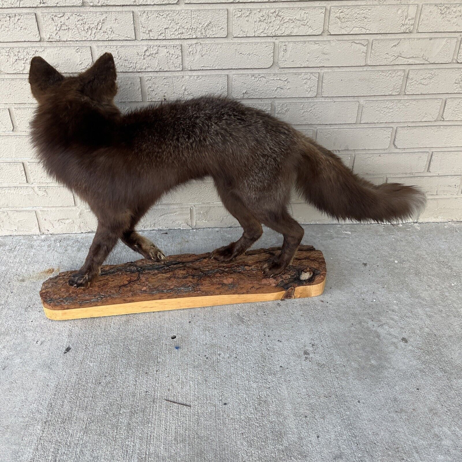 FH183-Taxidermy Red Fox (Full Body) On Pine Log