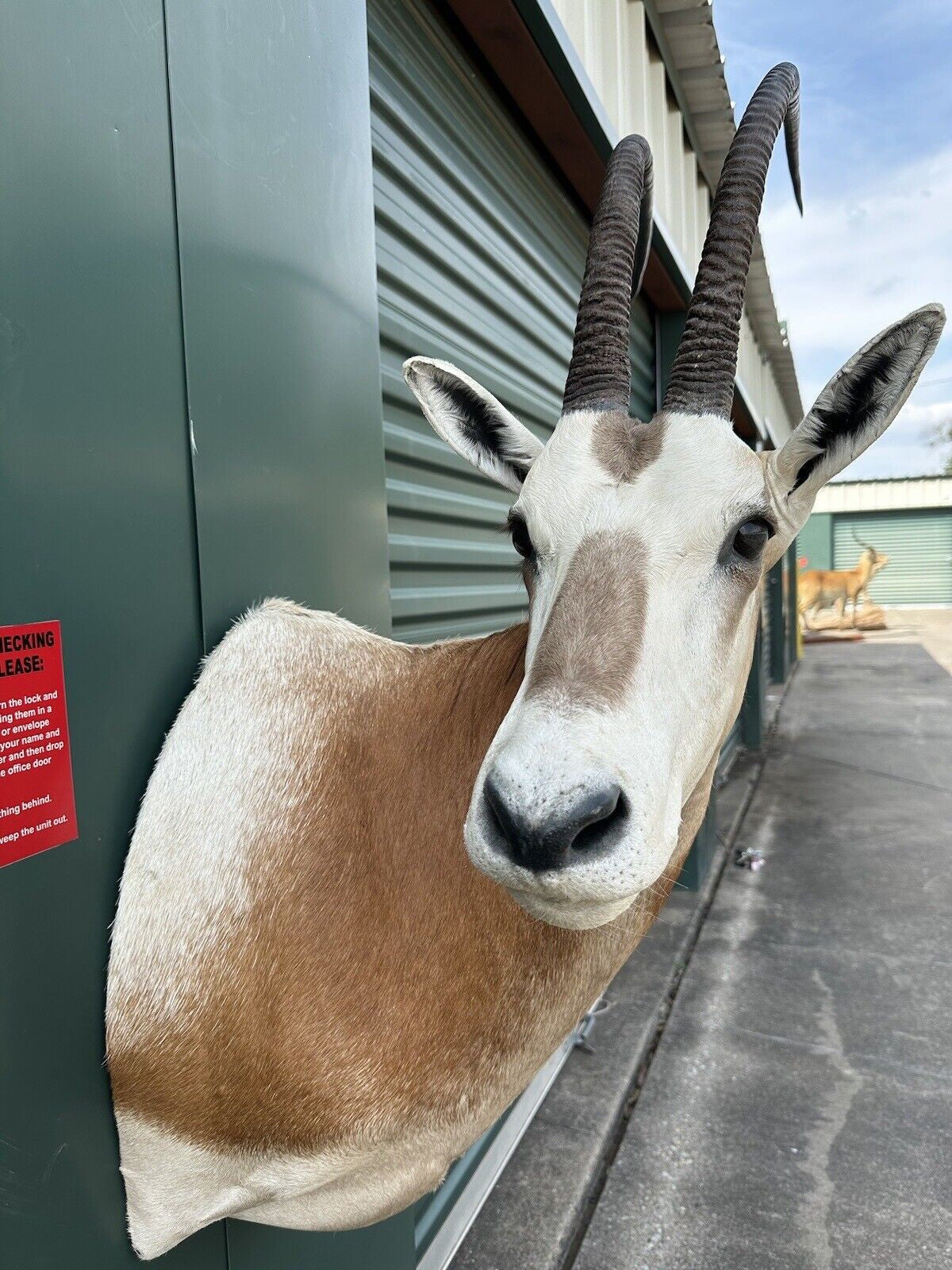 FH182-Museum Quality Scimitar Oryx From Texas (NON CITIES)