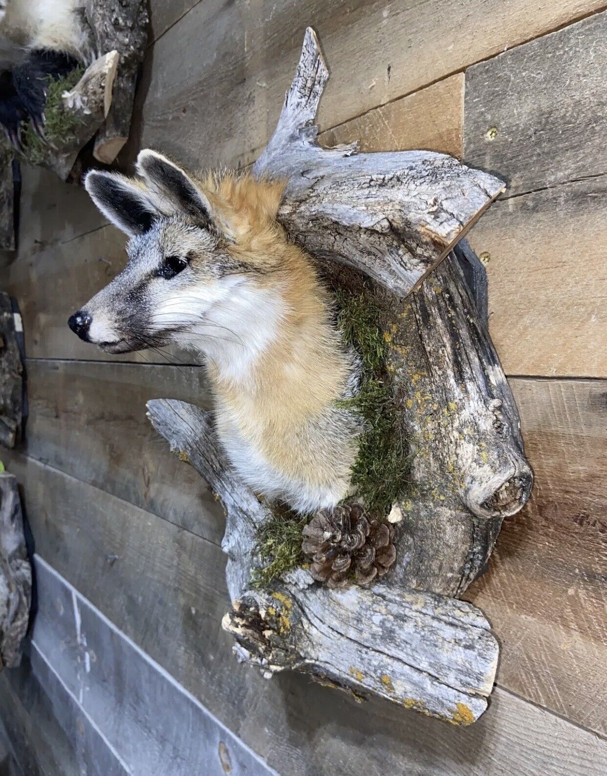 Beautiful Grey Fox Taxidermy Wall Mount In Den