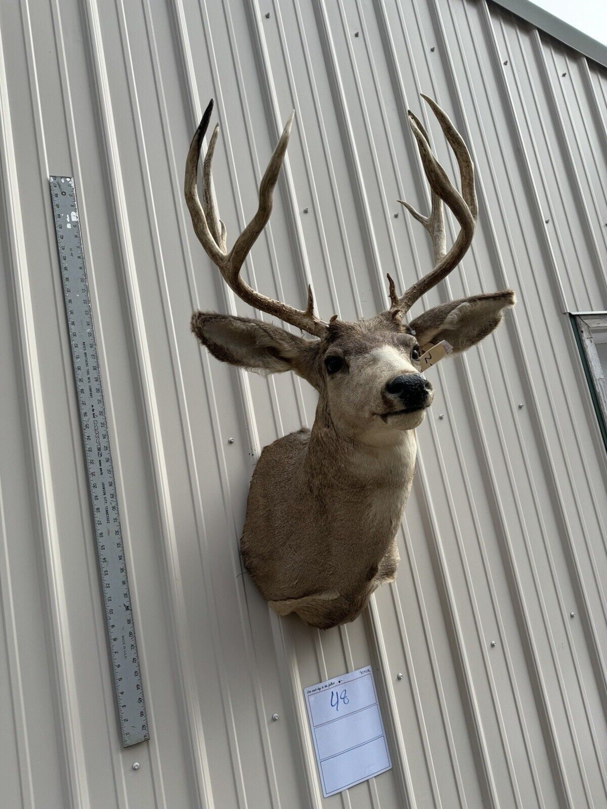 Whitetail Deer Real Antler Deer Taxidermy Mount