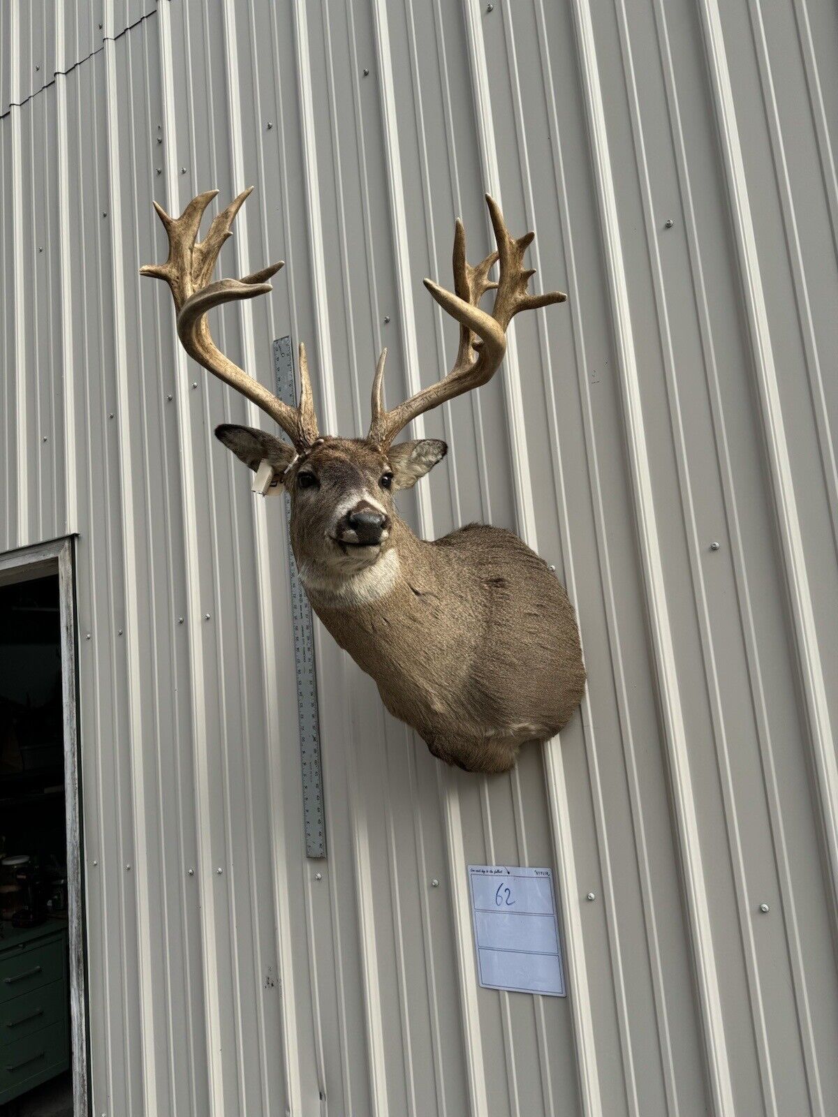 Whitetail Deer Real Antler Deer Taxidermy Mount