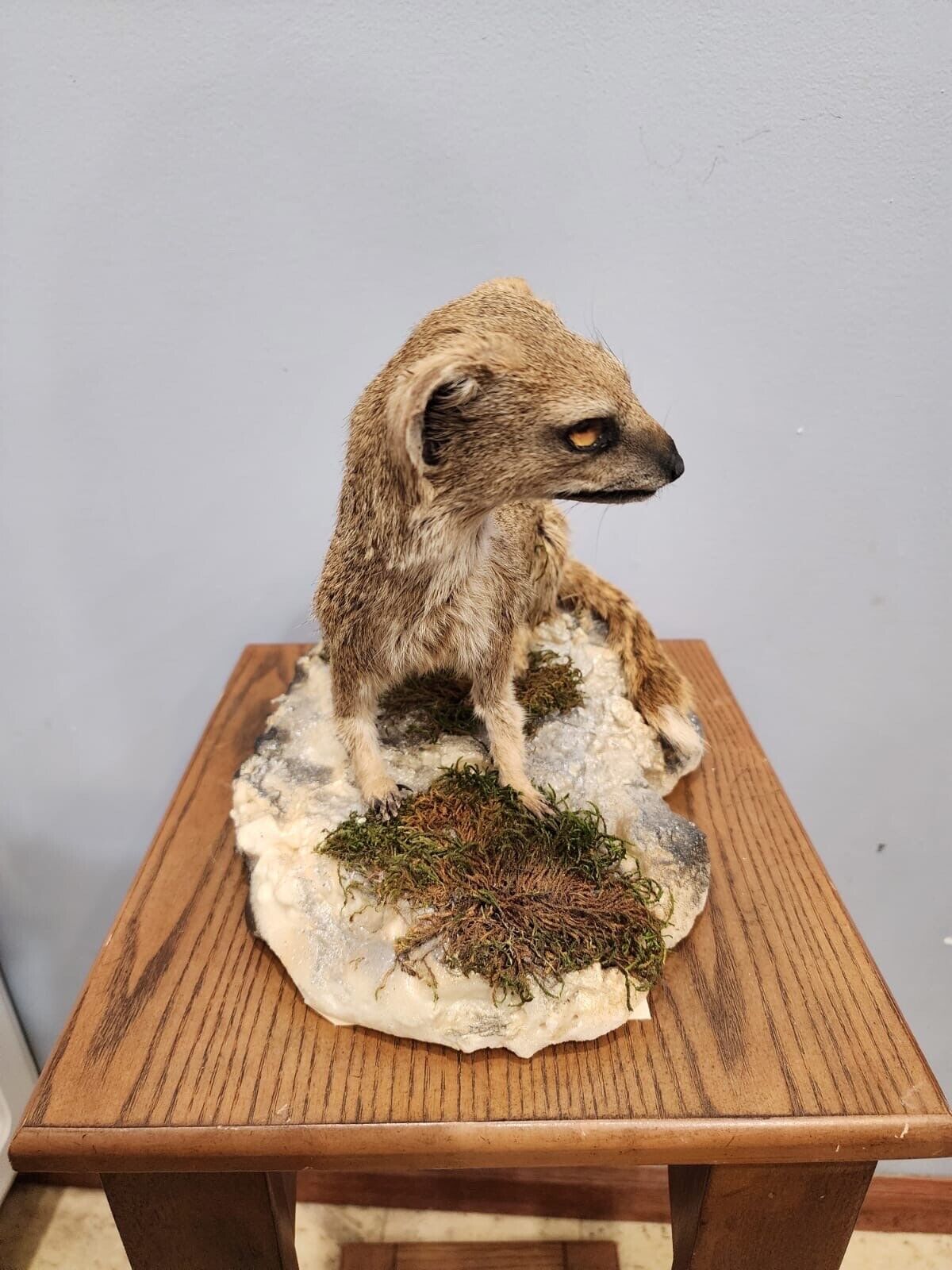 FH115-Rare Meerkat / Suricate Real Taxidermy Mount