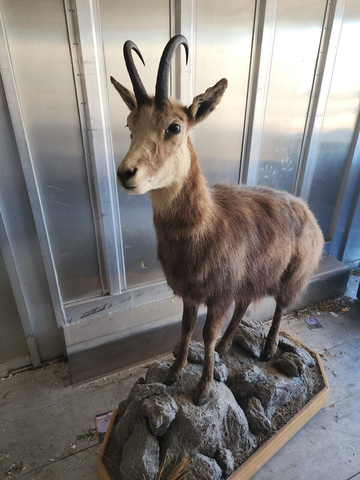 FH147-Alpine Chamois Full Body Taxidermy Mount