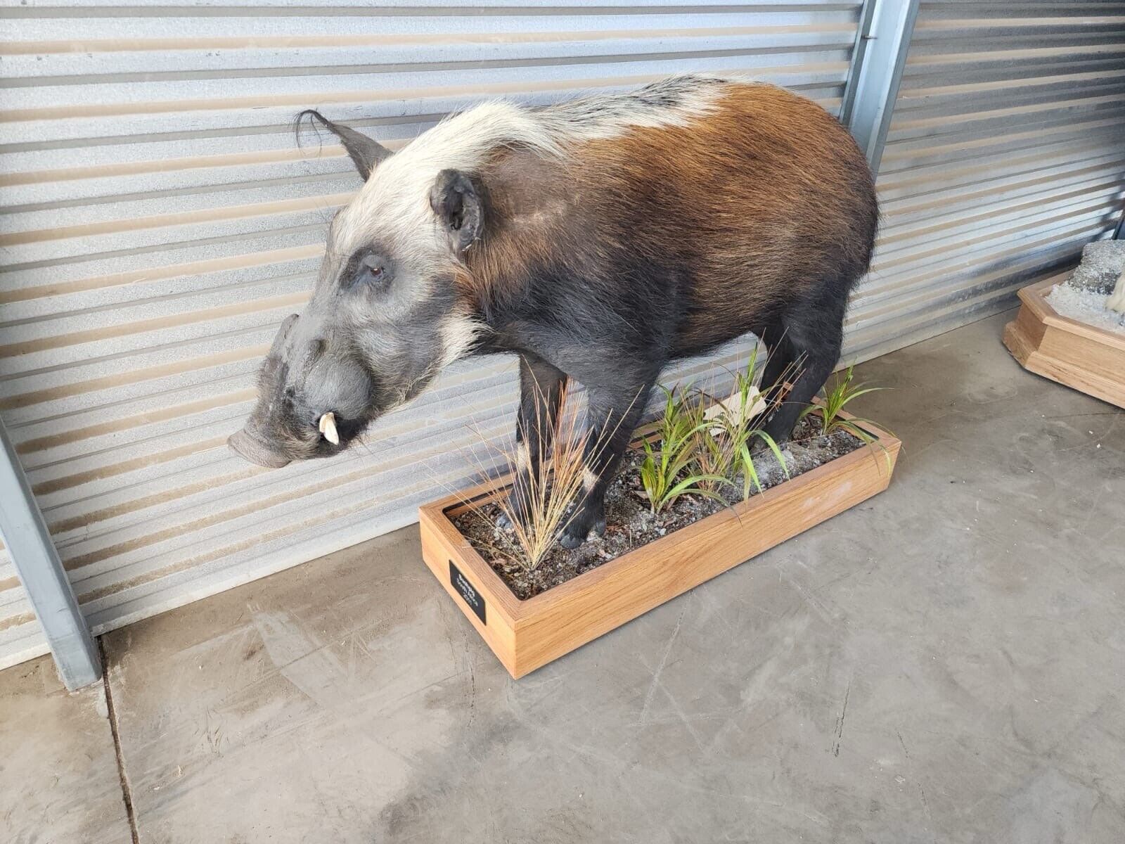 FH136-African Bush Pig Full Body Taxidermy Mount