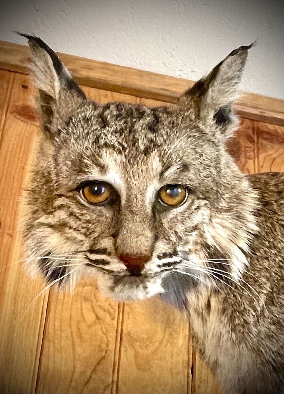 Bobcat Taxidermy Full Body Mount Cabin Camp Man Cave Home Office Den Decor NEW!