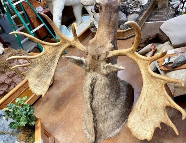 FH166-Moosehead Shoulder Mount Taxidermy Huge Alaskan Yukon Bull 61”