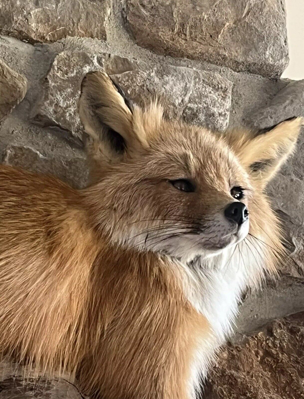 Red Fox Taxidermy Full Body Mount Cabin Camp Man Cave Home Office Den Decor NEW!