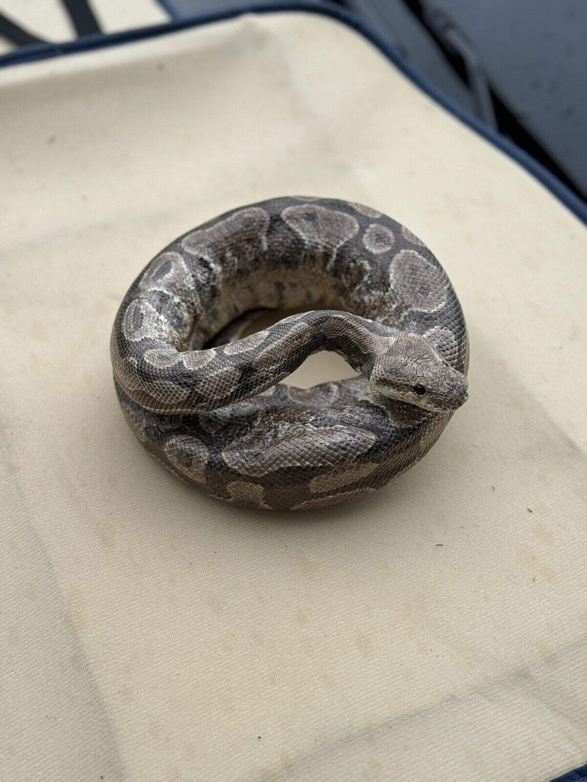 Real Massive Ball Dinker Python Taxidermy Mount