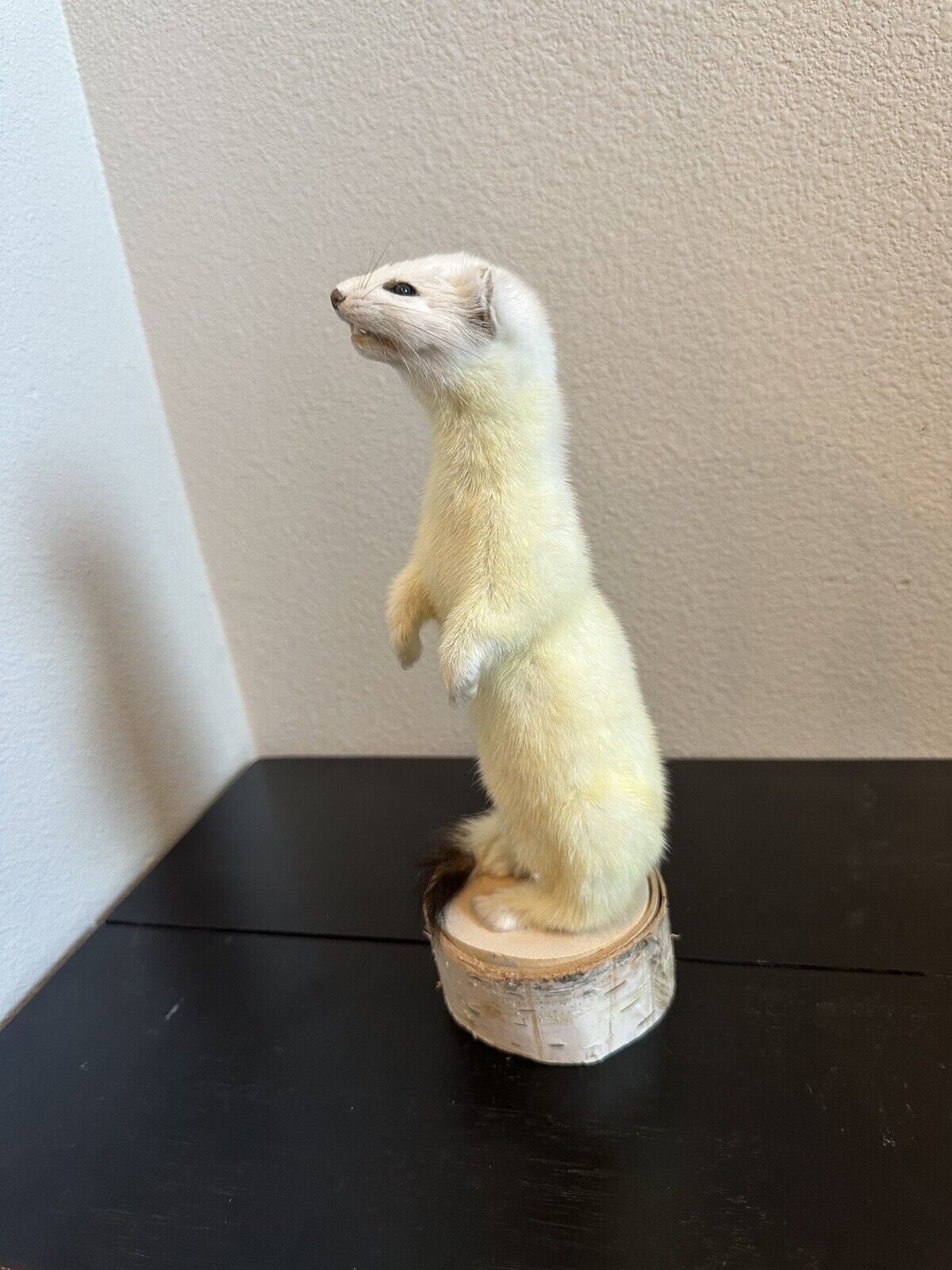 Beautiful Adorable Weasel Ermine Small Animal Taxidermy Mount Art Wildlife