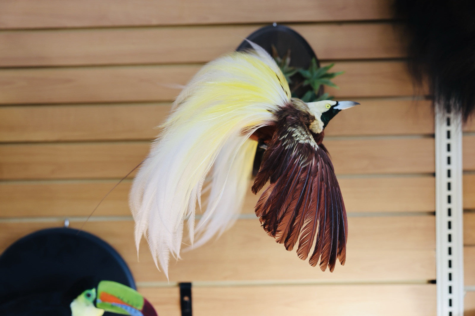 FH152-Museum Quality BIRD OF PARADISE Taxidermy Mount