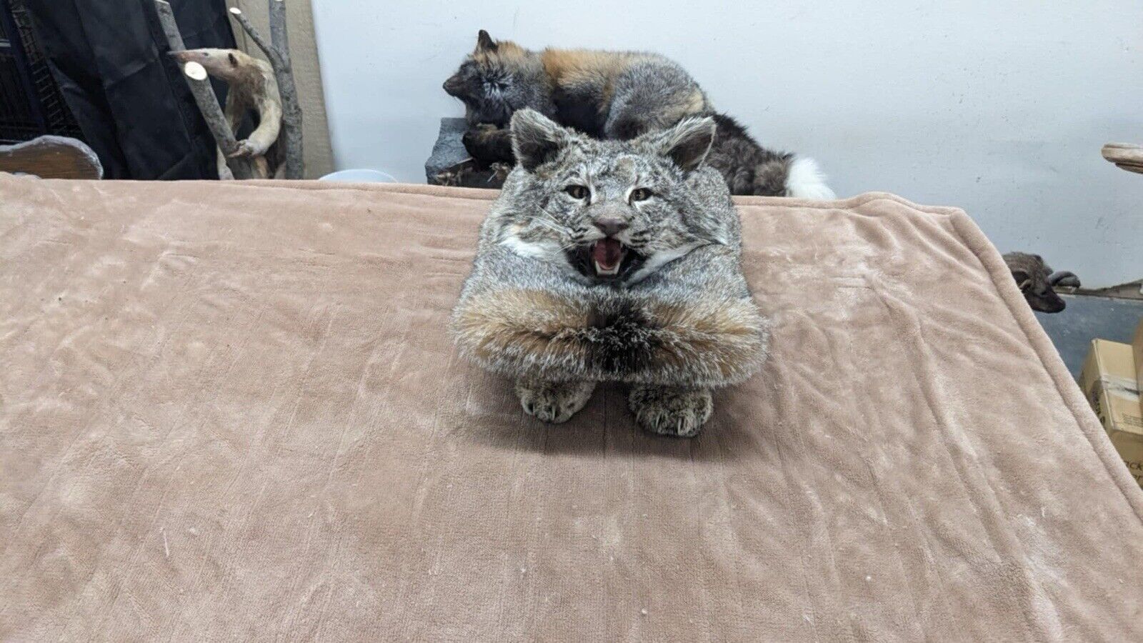 Beautiful Bobcat Pedestal Taxidermy Mount