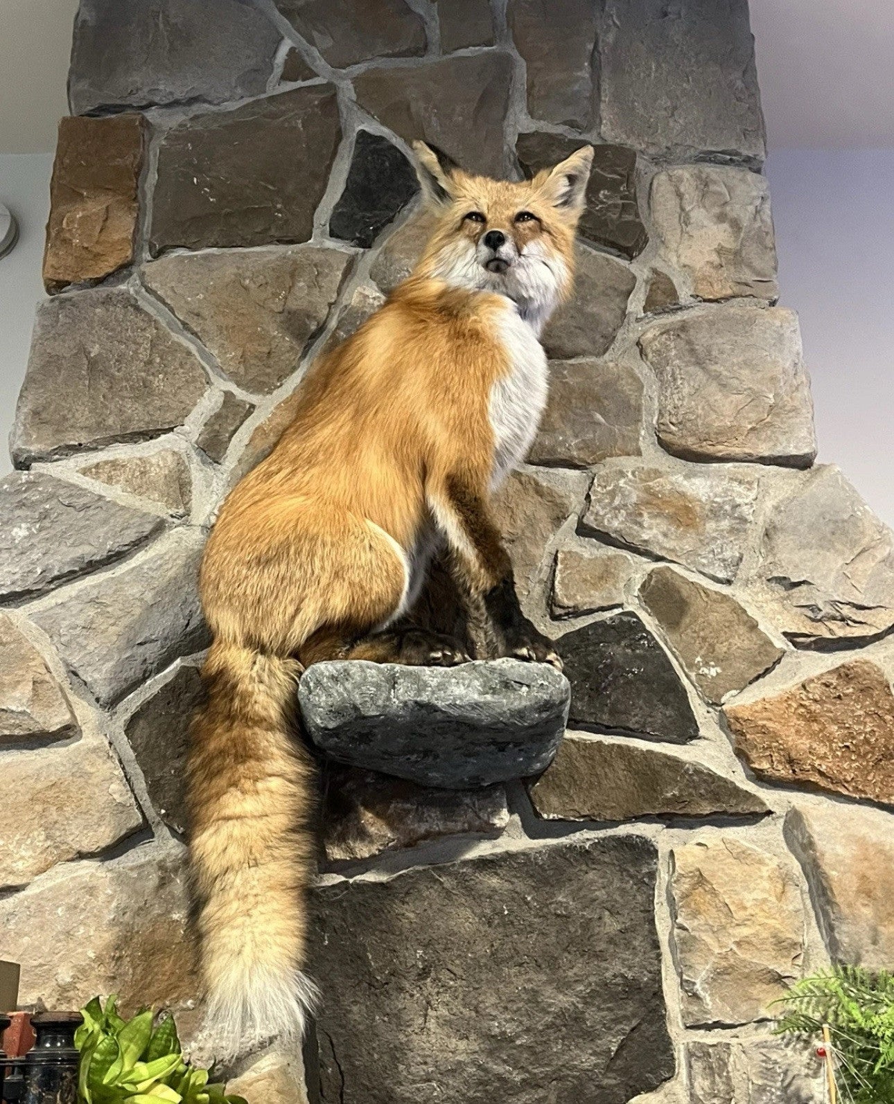 Red Fox Taxidermy Full Body Mount Cabin Camp Man Cave Home Office Den Decor NEW!