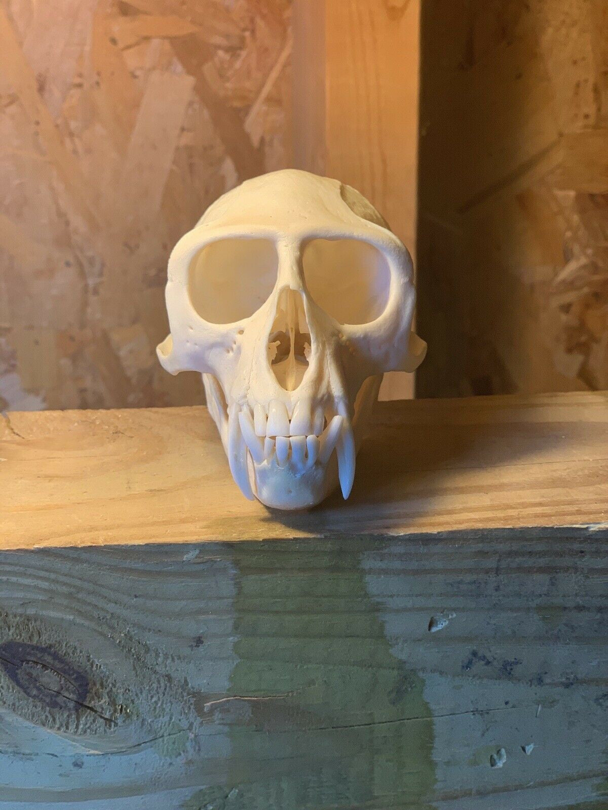 Real Male Vervet Monkey Skull Taxidermy Oddity Curiosity Natural Primate