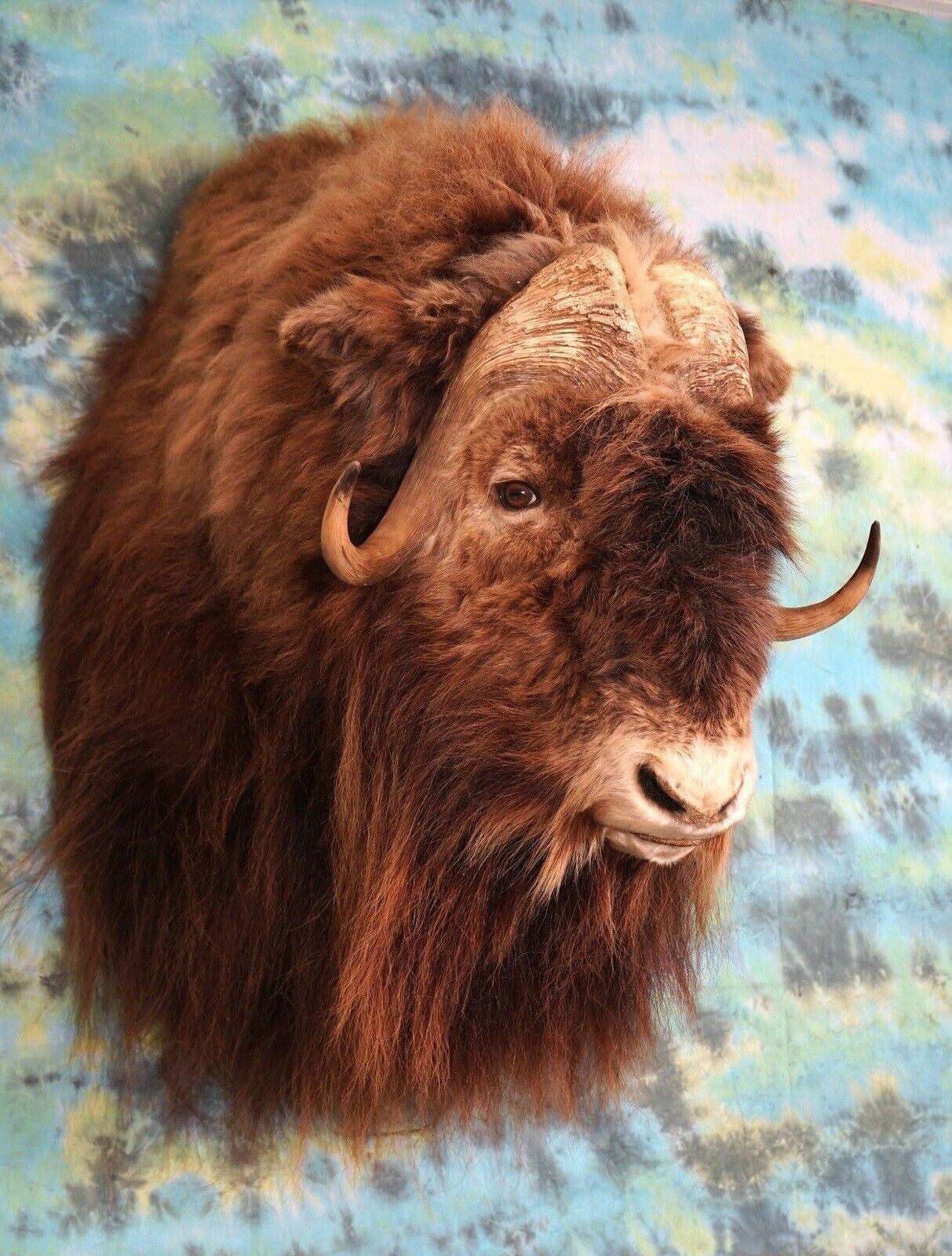 FH168-Record Class Massive Muskox Shoulder Taxidermy Mount