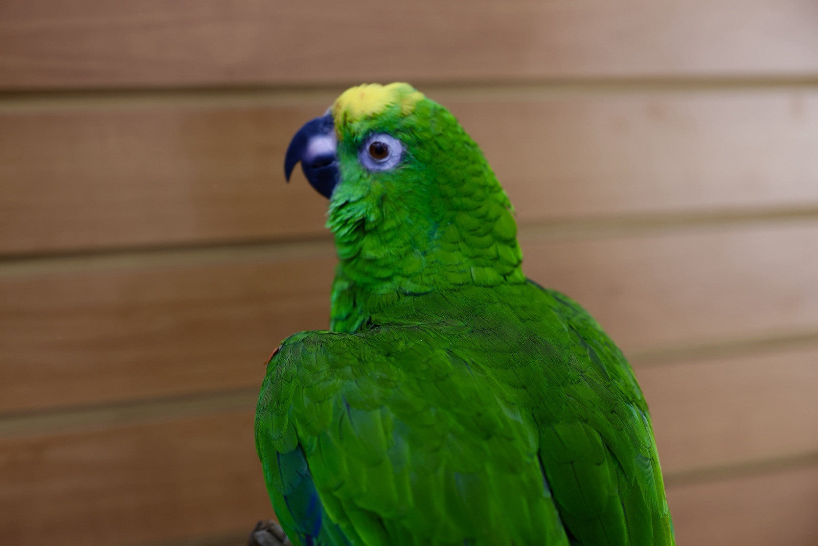 FH107-Yellow-crowned amazon Parrot Taxidermy Mount