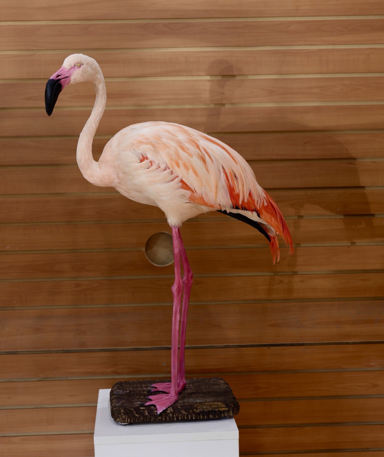 FH112-Flaming Museum quality Chilean flamingo Taxidermy mount