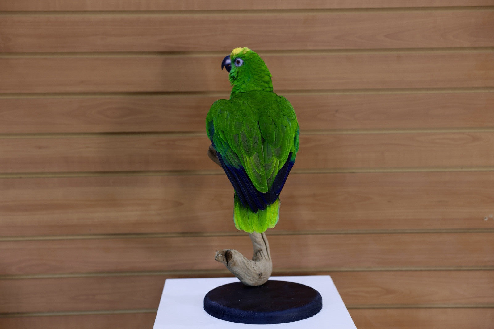 FH107-Yellow-crowned amazon Parrot Taxidermy Mount