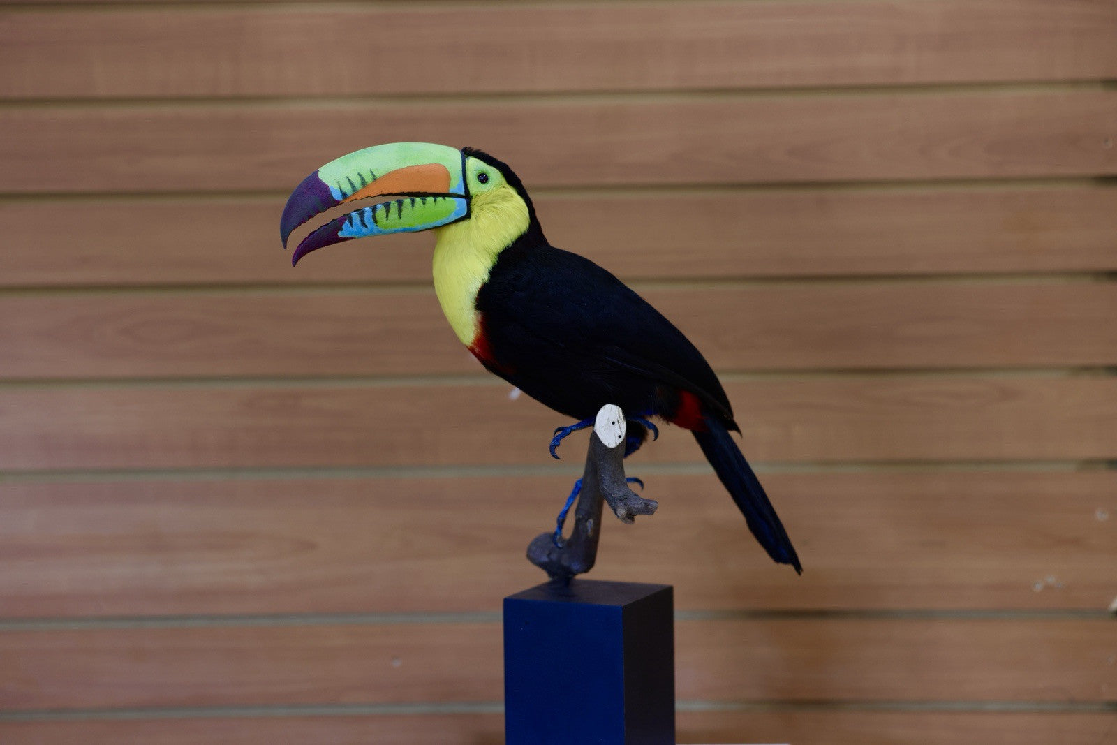 FH108-Museum Quality keel-billed toucan (Ramphastos sulfuratus) Toc24