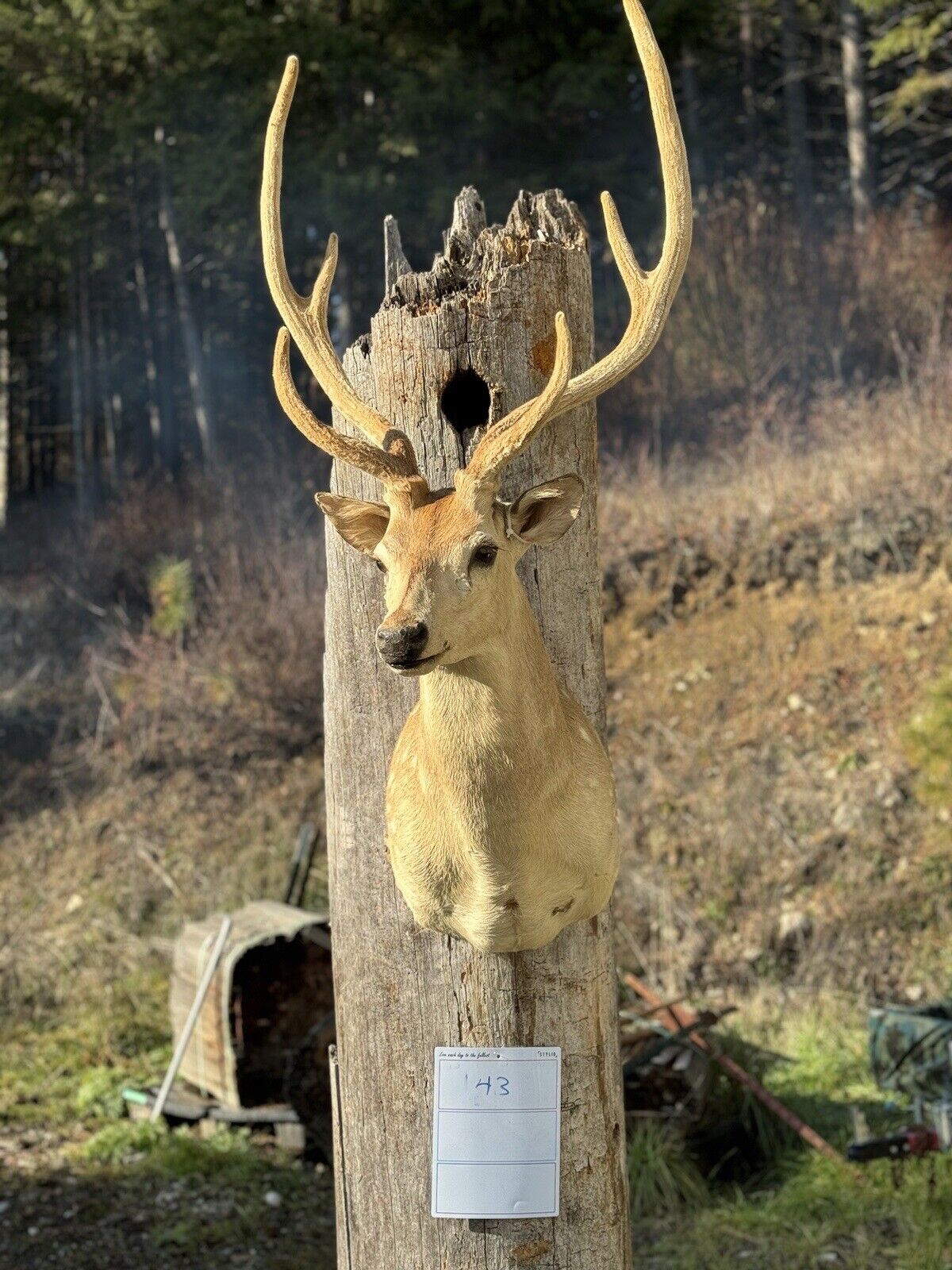 Axis Deer Real Antler Deer Taxidermy Mount
