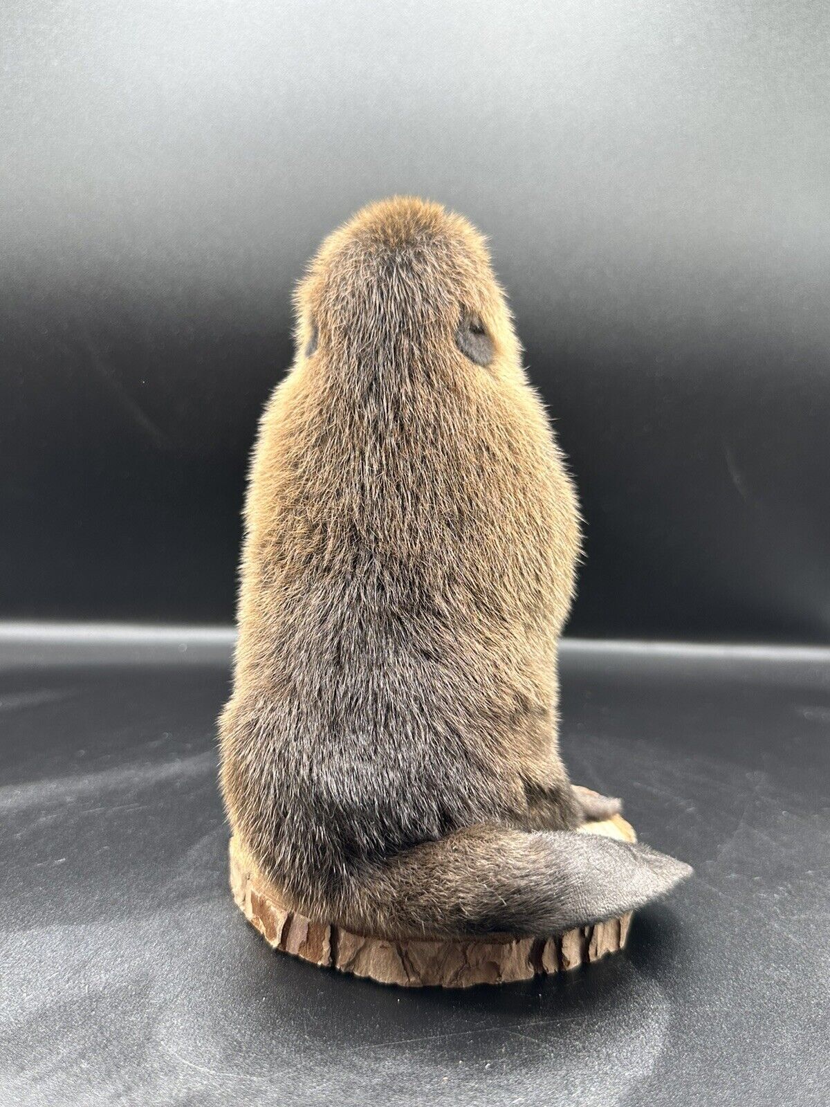 Beautiful Adorable Baby Beaver Kit Taxidermy Mount Art Wildlife 12C