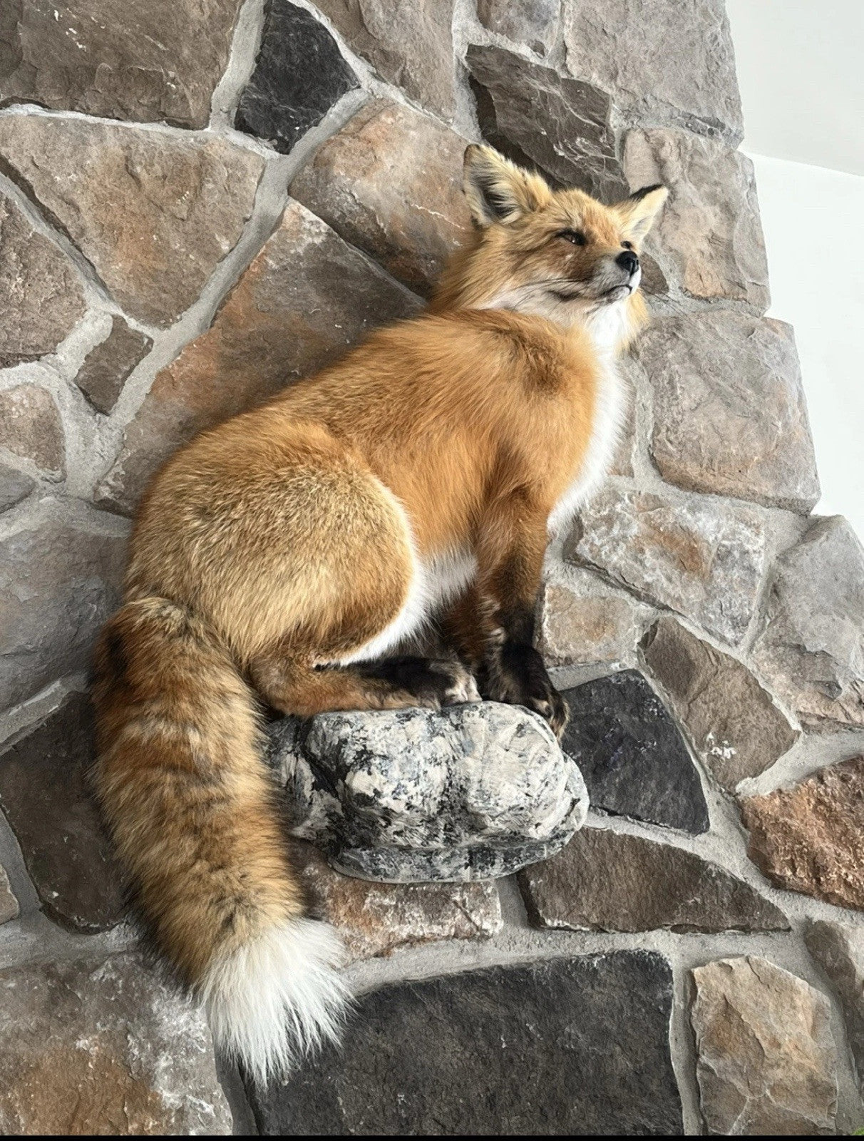 Red Fox Taxidermy Full Body Mount Cabin Camp Man Cave Home Office Den Decor NEW!