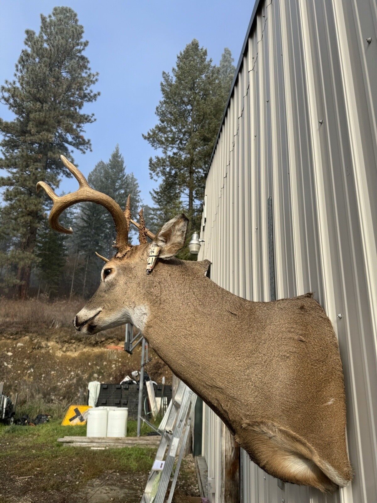 Whitetail Deer Real Antler Deer Taxidermy Mount