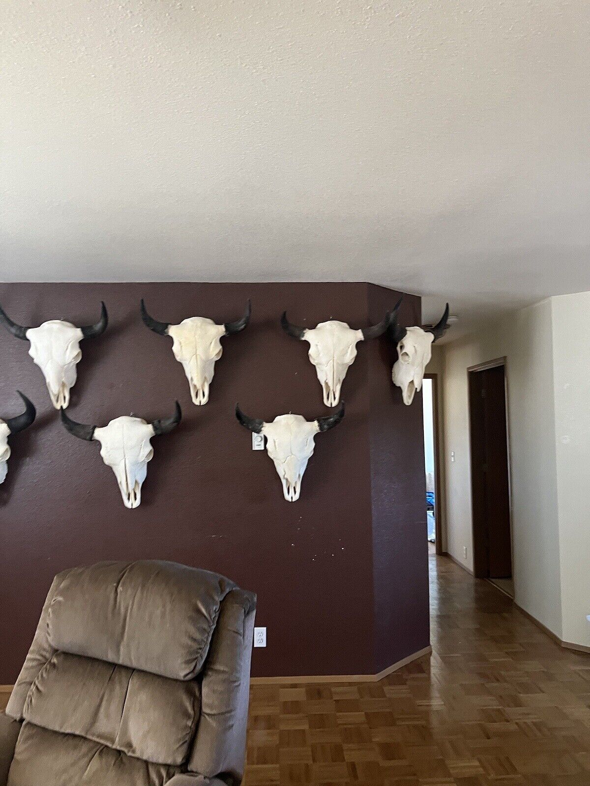 TAXIDERMY Large Bison Buffalo Skulls Real Horns Taxidermy Mount