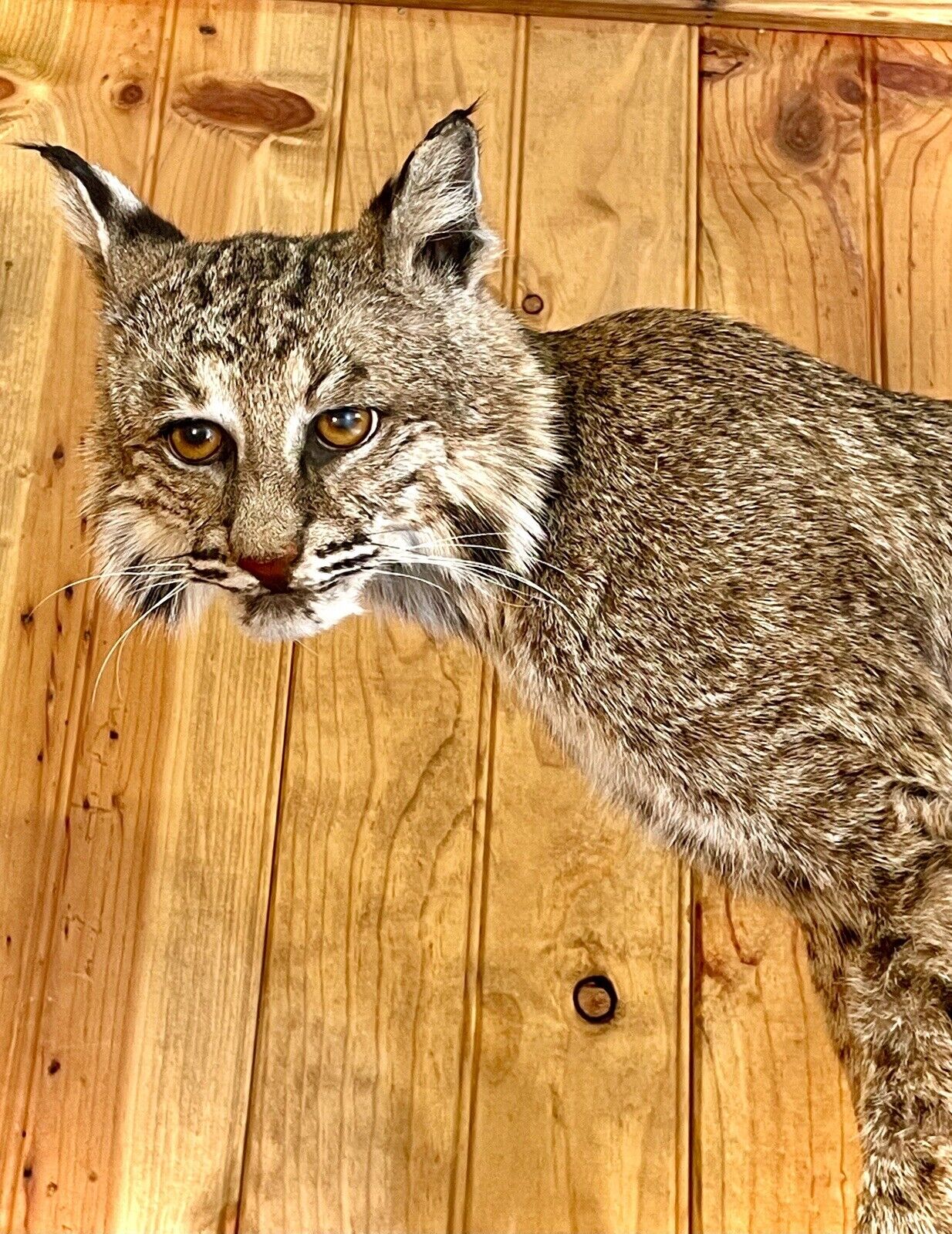 Bobcat Taxidermy Full Body Mount Cabin Camp Man Cave Home Office Den Decor NEW!