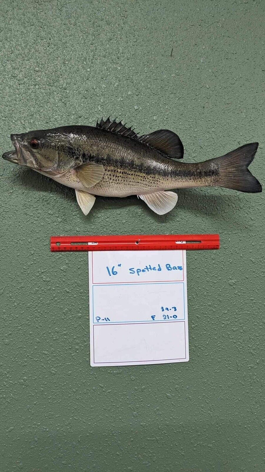 Beautiful Real Skin 16” Spotted Bass Taxidermy Wall Mount Art Wildlife